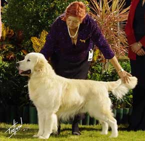 Opposite Veteran in Show Ch NZ Ch Montego Pendragons Quest. 